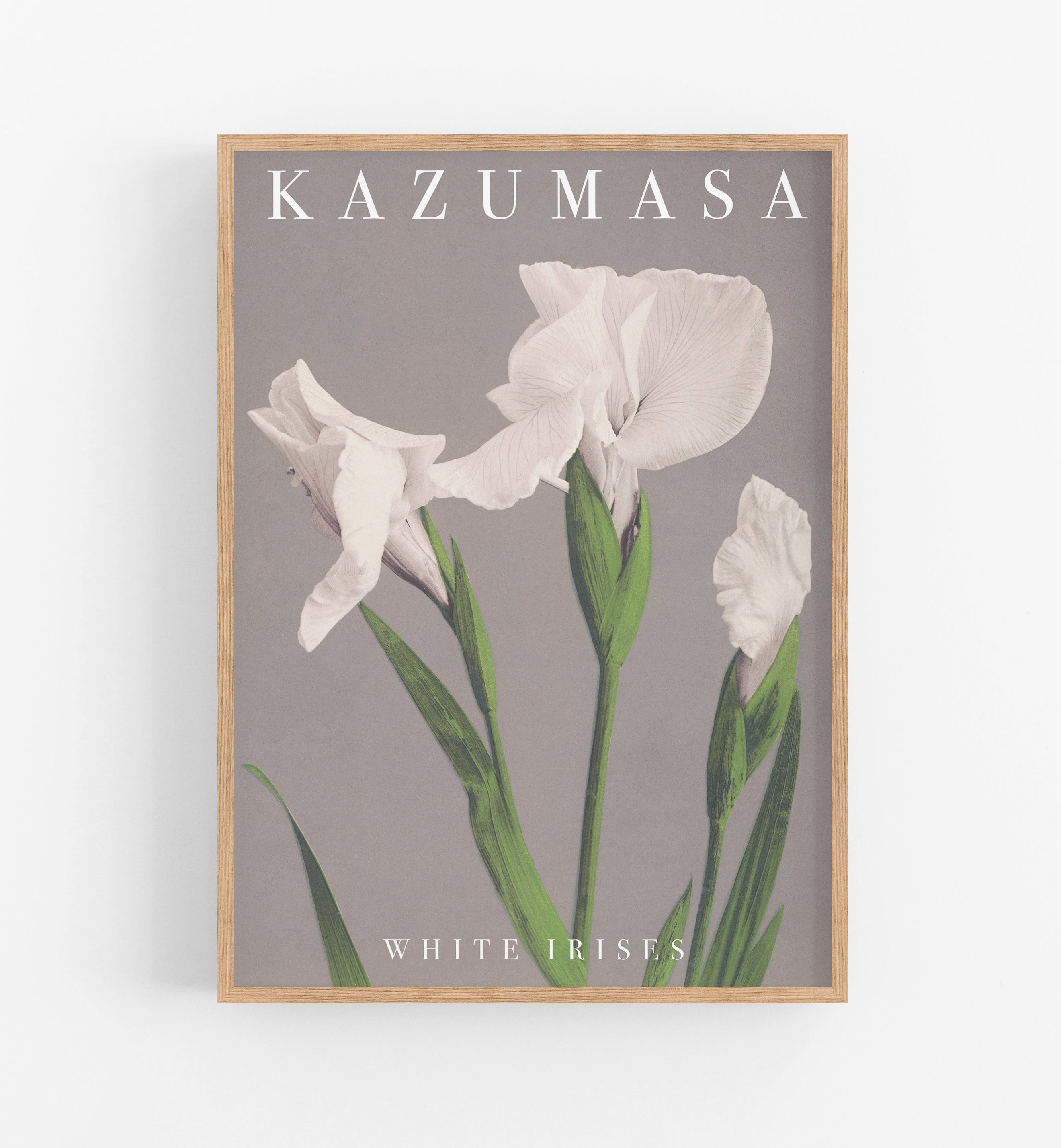 Kazumasa White Irises