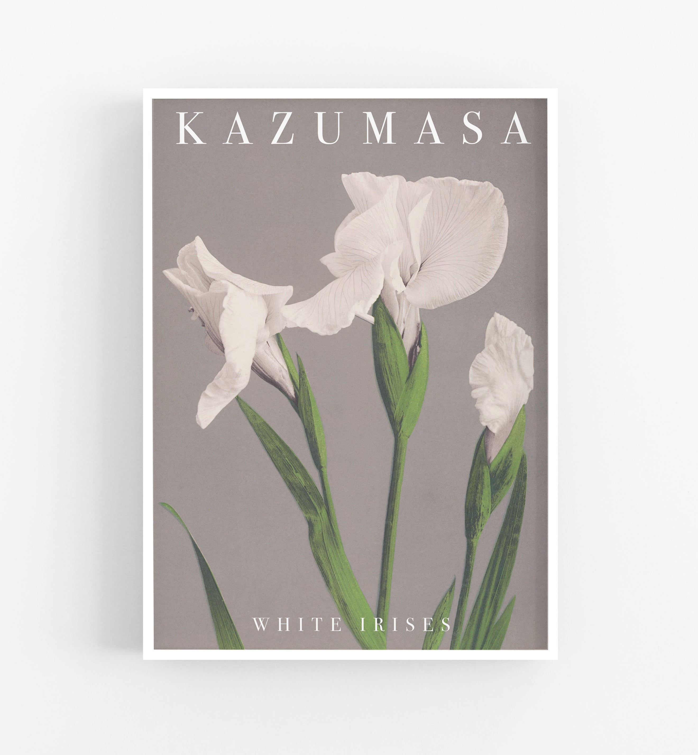 Kazumasa White Irises