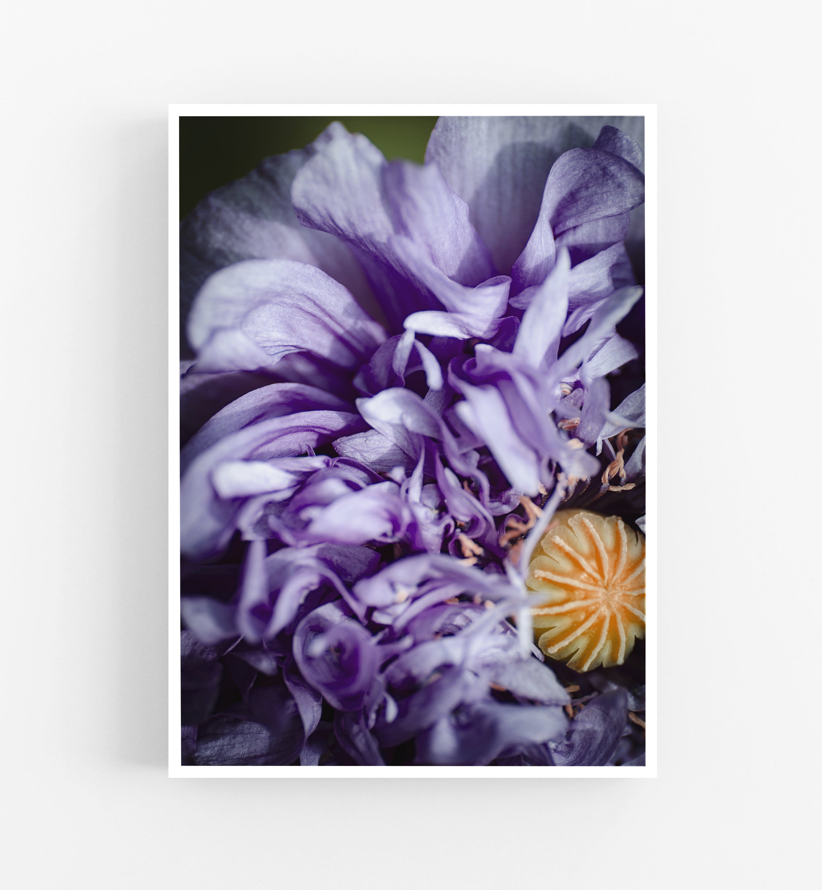 O Bloom