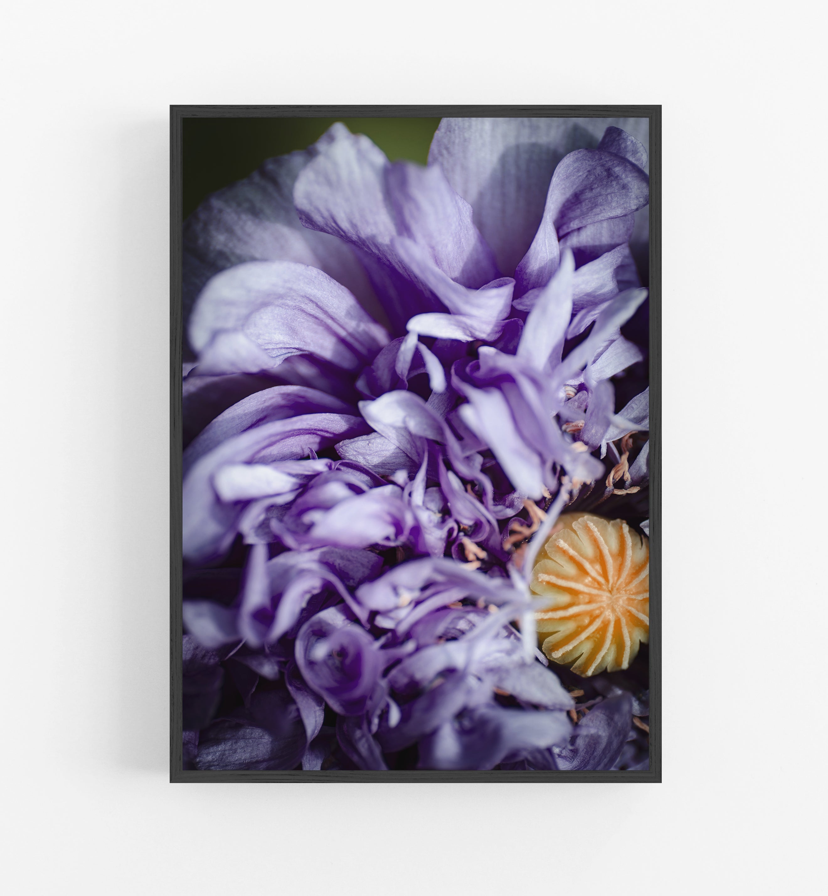 O Bloom