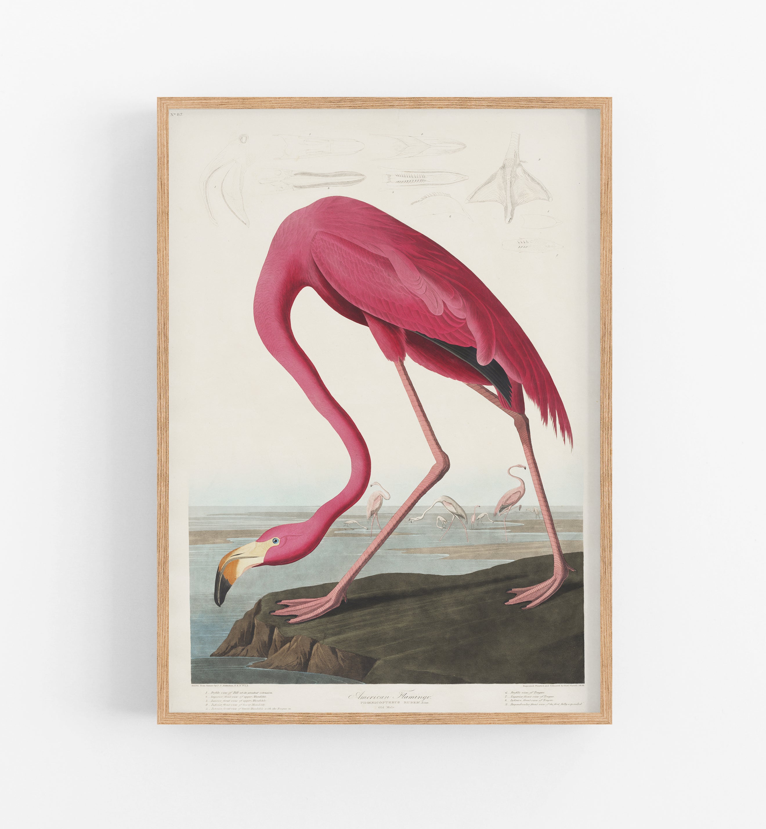 Audobon Pink Flamingoo