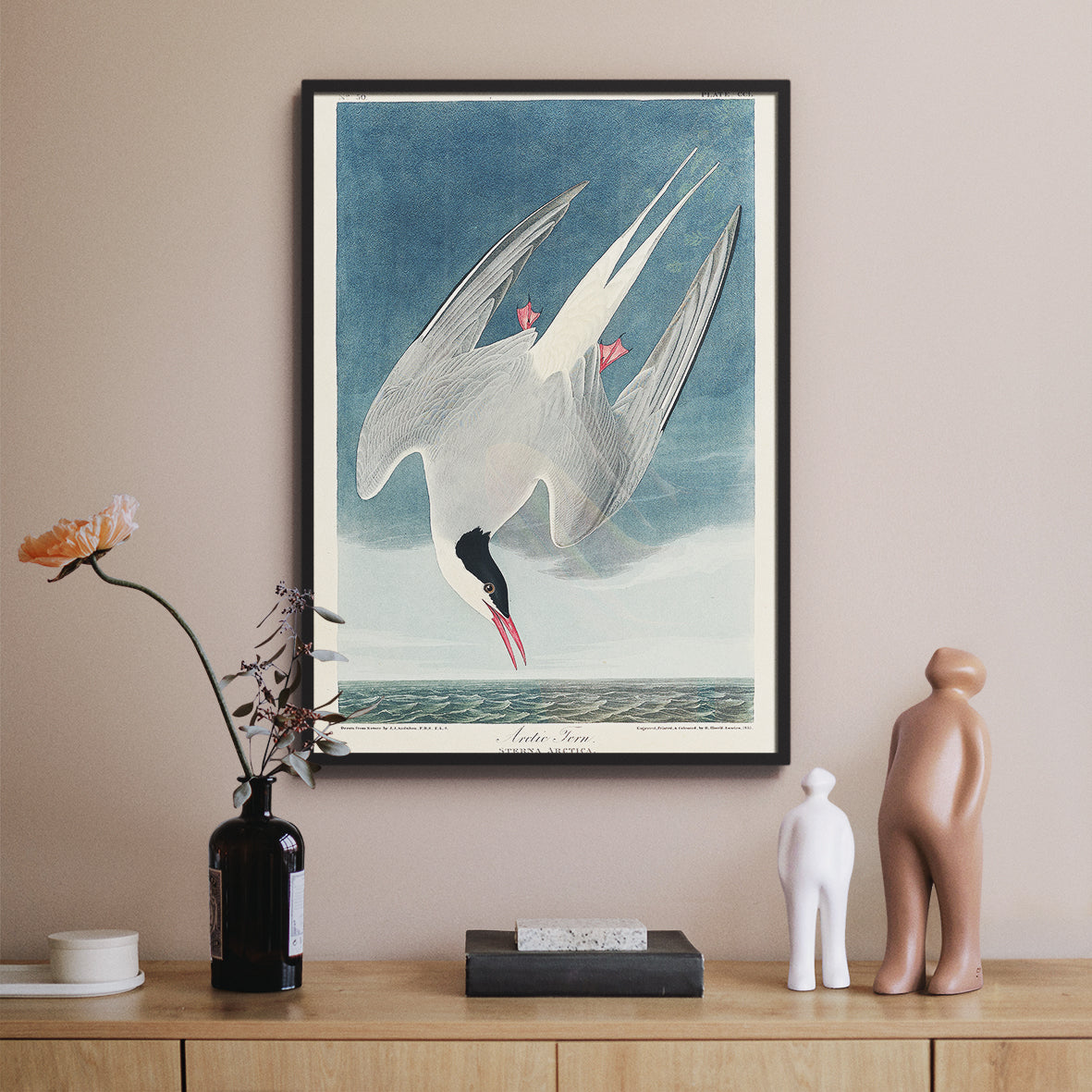 Audobon Arctic Tern