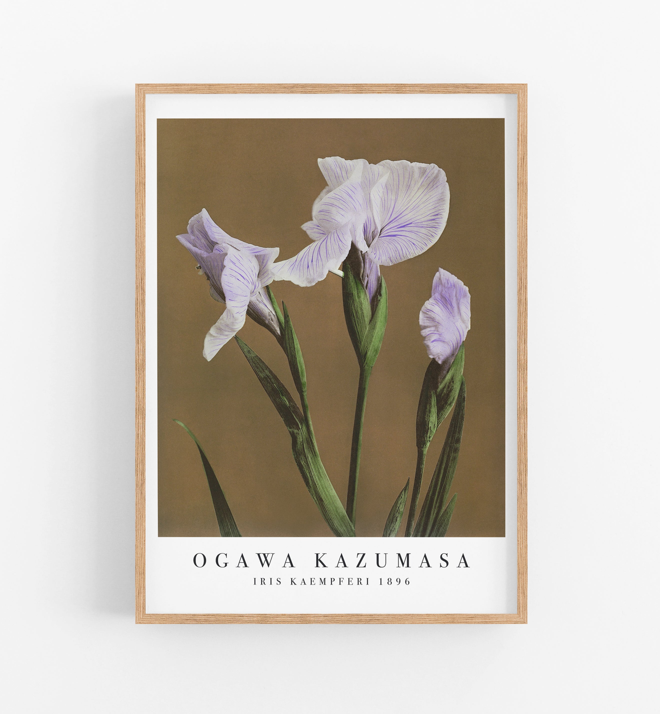 Kazumasa Iris