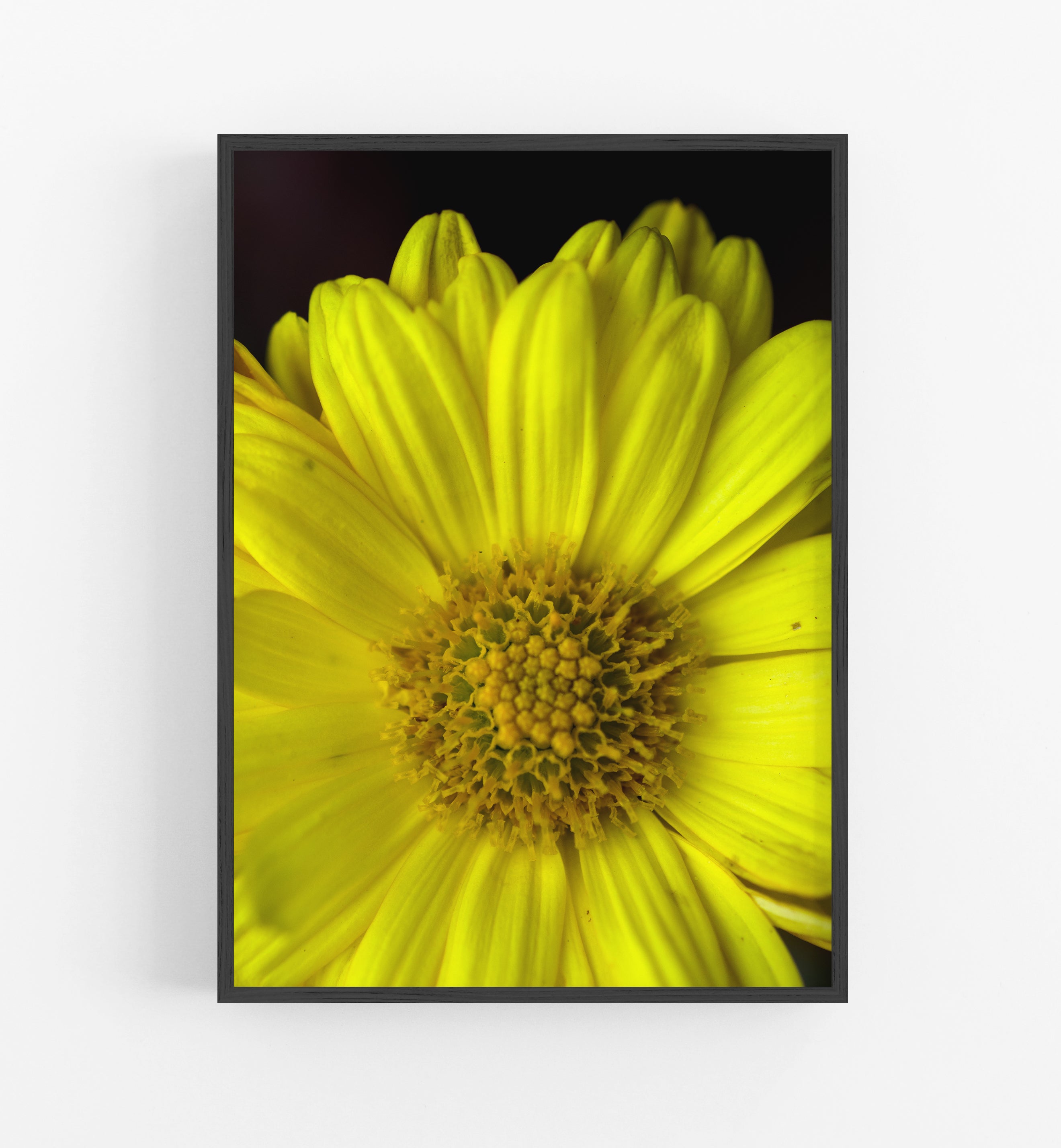 Sun Daisy