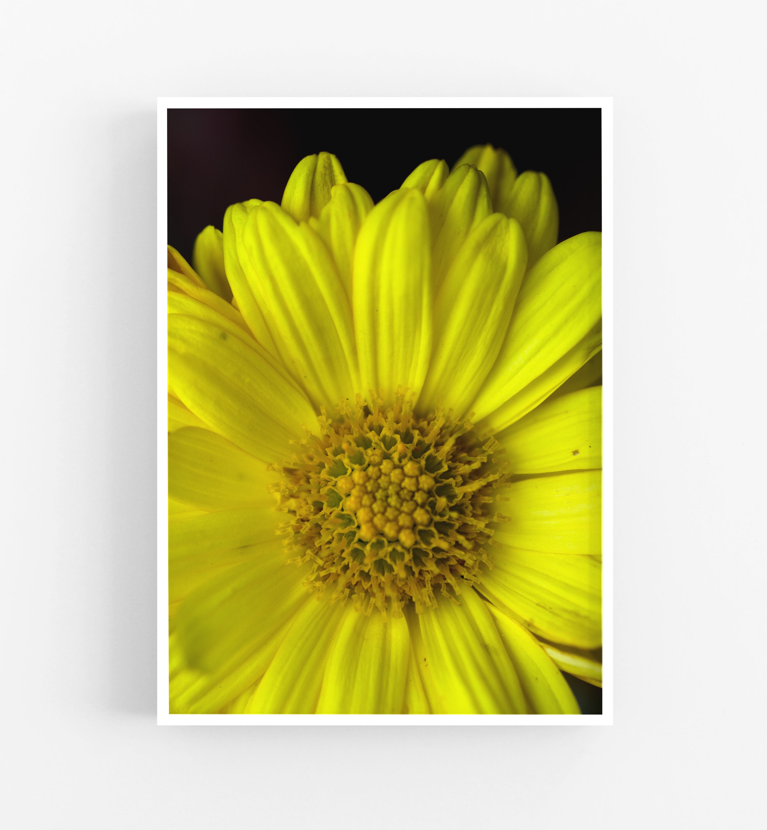 Sun Daisy